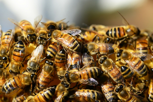 honey-bees-326334_1920.jpg