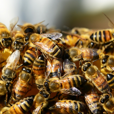 honey-bees-326334_1920.jpg