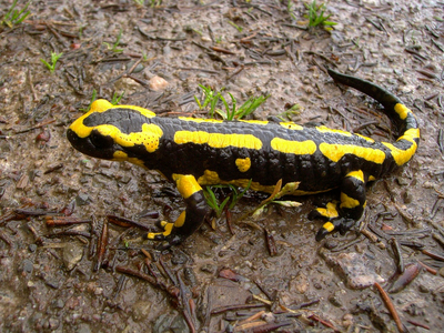 fire-salamander-293324_1280.jpg