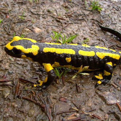 fire-salamander-293324_1280.jpg